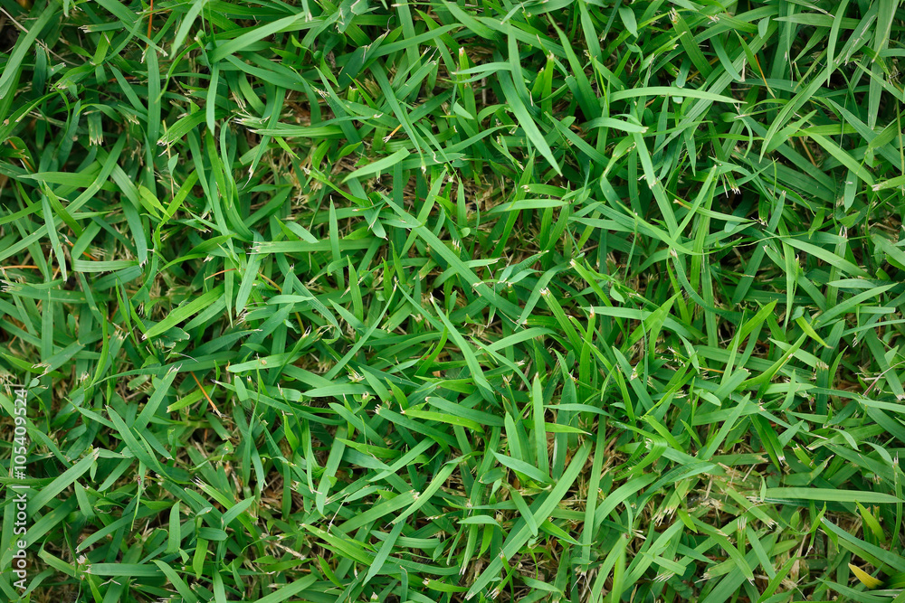 Fresh green grass for pattern and background Fresh green grass for pattern and background