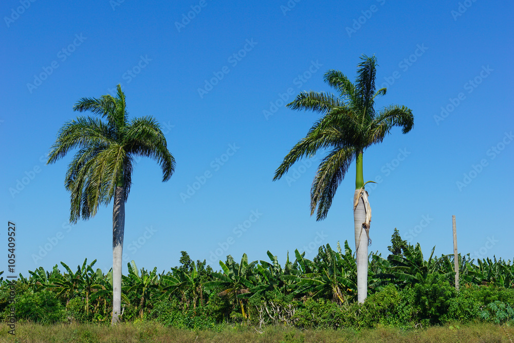 Tropical agricultural land