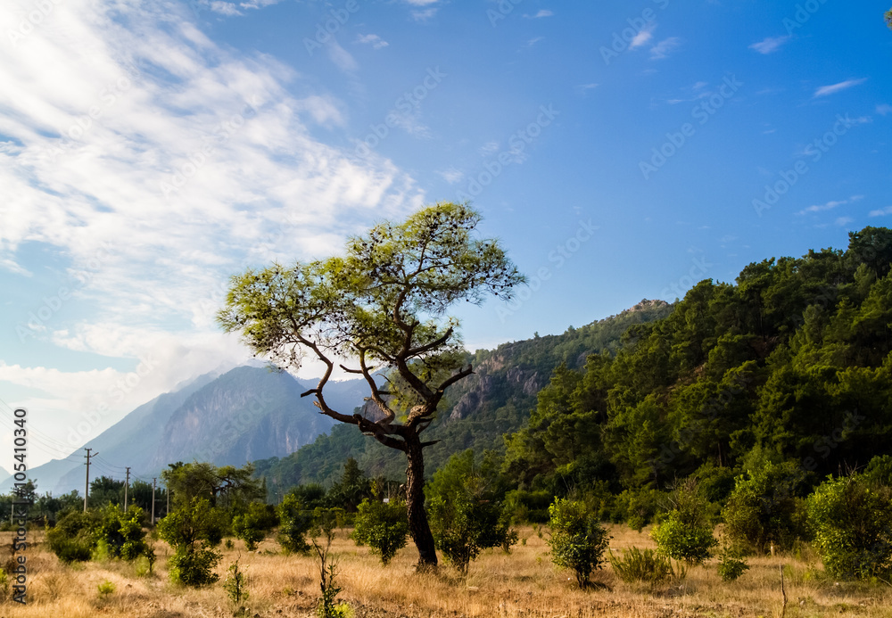 Valley of the tree , grass and mountains in the background.
