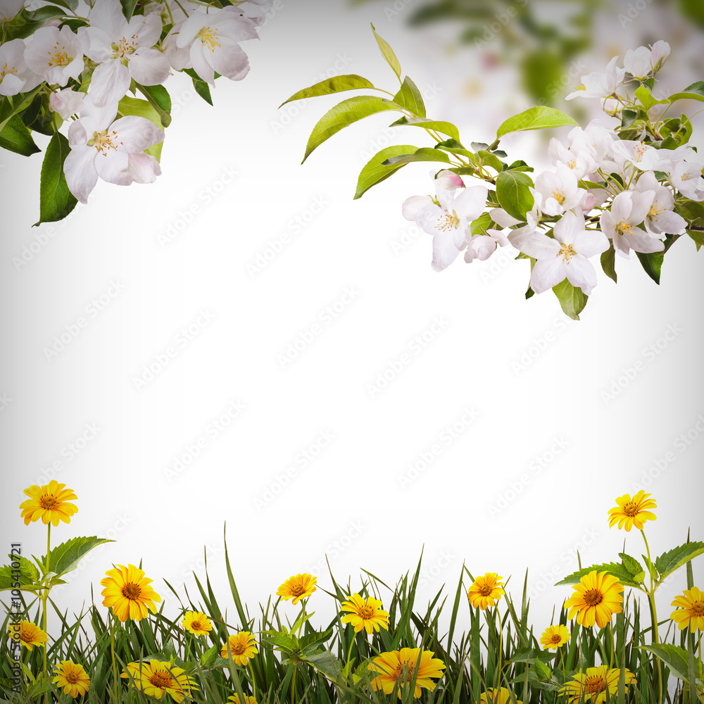Flower background_29 Flower background_29