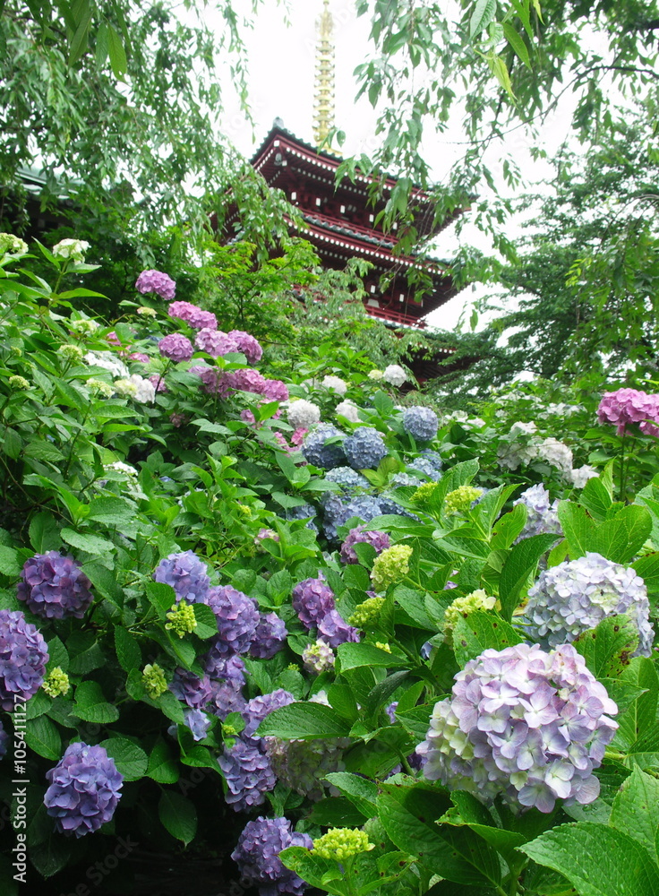 紫陽花と五重塔 紫陽花と五重塔