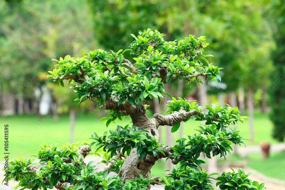 Fototapeta premium Trunk of bonsai for pattern