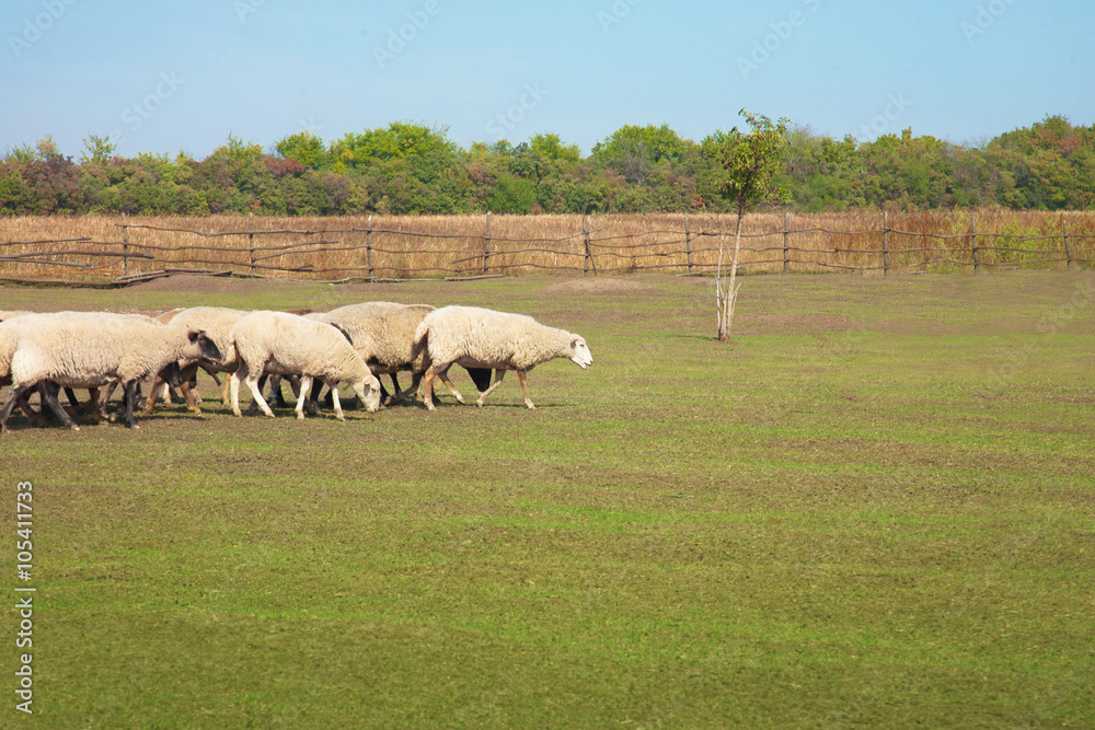 Flock of sheep grazing in the meadow Flock of sheep grazing in the meadow
