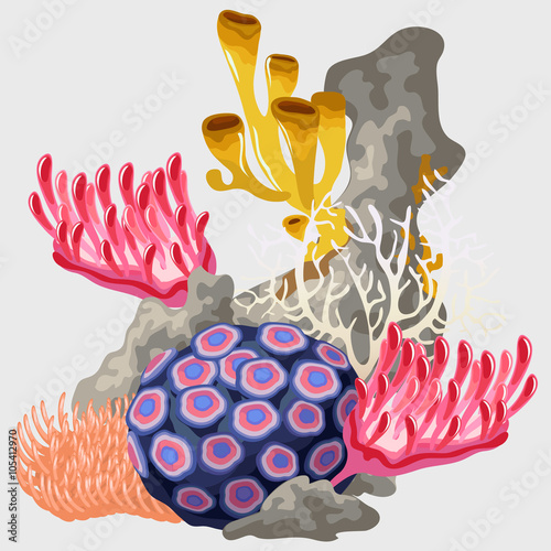 Element of the reef with different corals