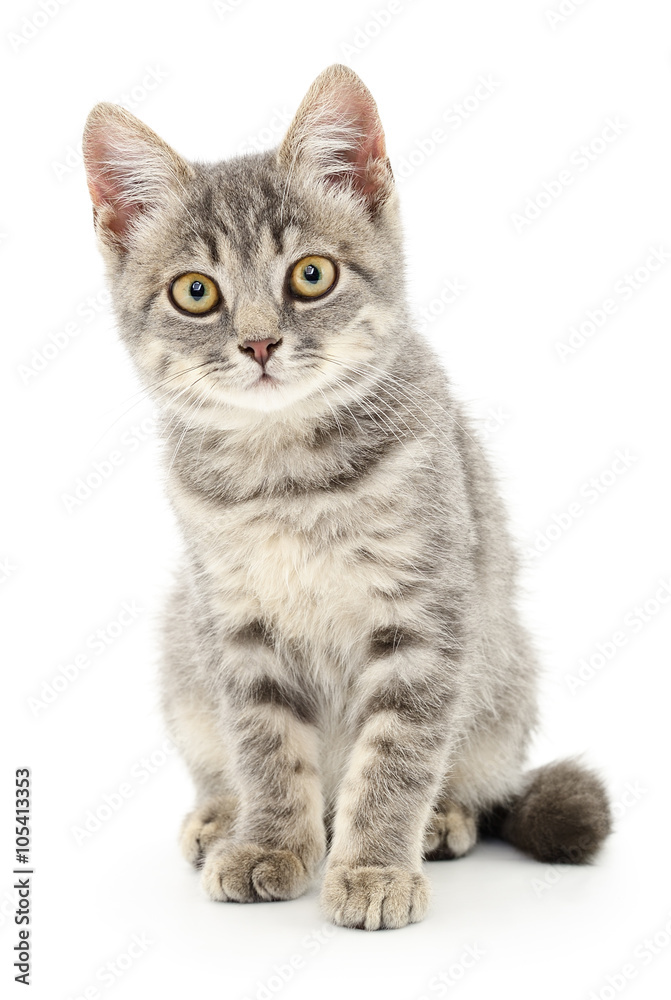 Kitten on a white background