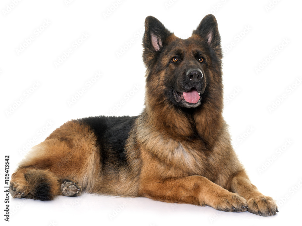 adult german shepherd