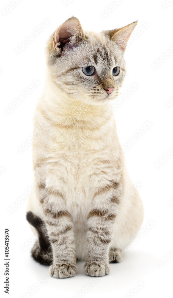 Fototapeta premium Kitten on a white background