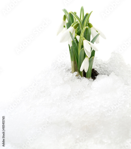 Snowdrop and Snow