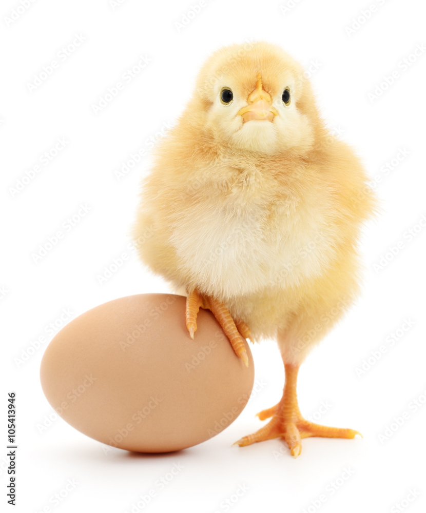 Fototapeta premium chicken and egg
