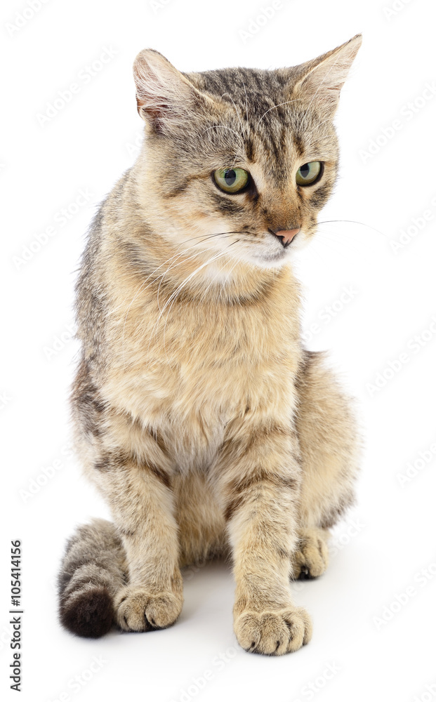 Cat on a white background