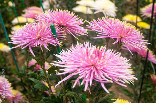 Beautiful bright colors flowers