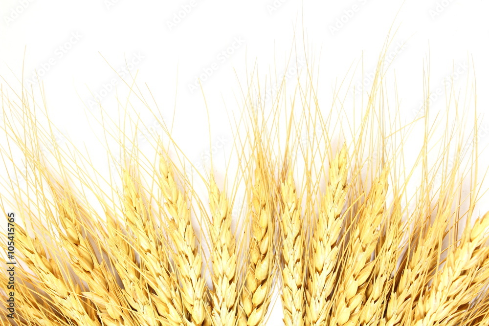 wheat oats barley or rye grain ears closeup in white background wheat oats barley or rye grain ears closeup in white background