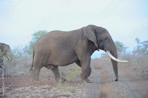 African Elephant  Loxodonta africanus   Mature Bull . Zululand  South Africa