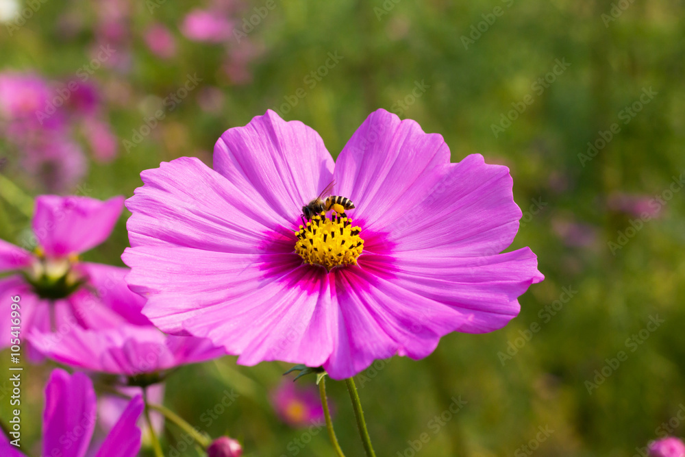 pink cosmos flowers with a bee in the garden. pink cosmos flowers with a bee in the garden.