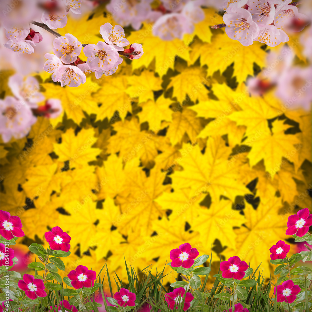 Fototapeta premium Flower background_98