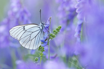 Mariposa en primavera