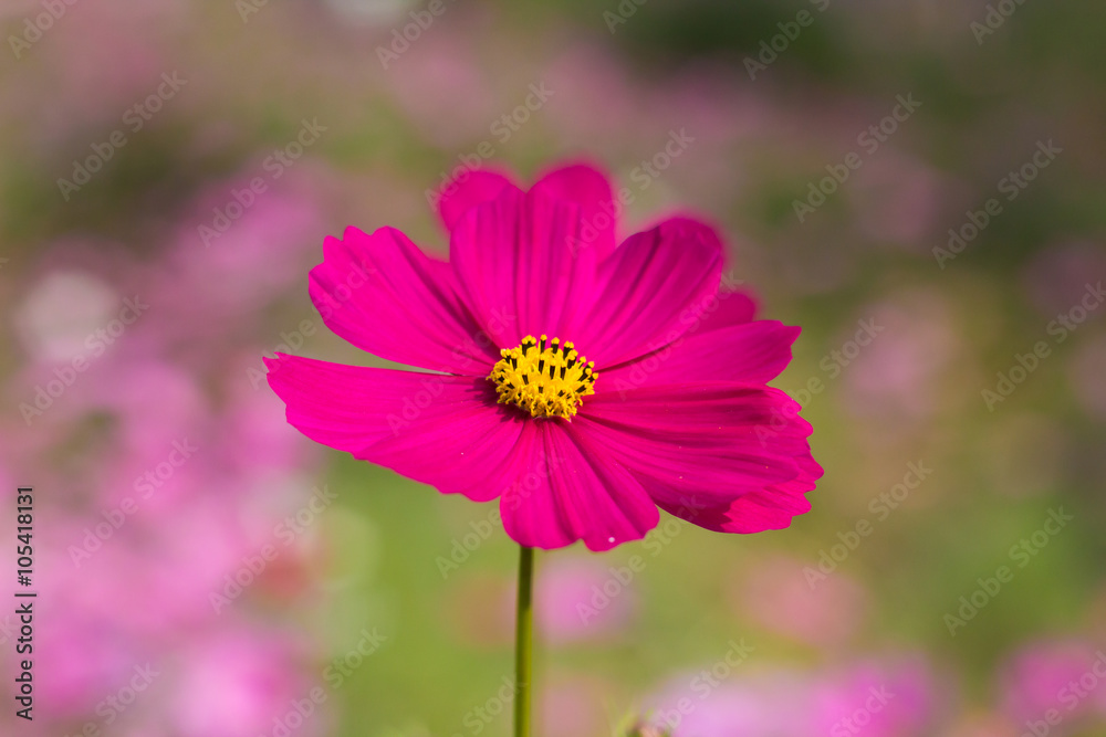 Cosmos flower (Cosmos Bipinnatus) with blurred background Cosmos flower (Cosmos Bipinnatus) with blurred background