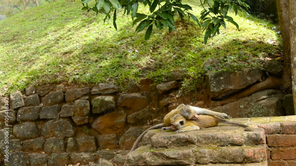 family monkeys, children play. SriLanka Sigiriya family monkeys, children play. SriLanka Sigiriya
