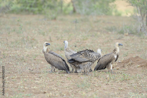 White Backed Vultures  Gyps africanus  perch on the ground awaiting theamals from the rising sun. 