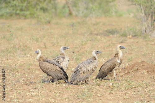 White Backed Vultures  Gyps africanus  perch on the ground awaiting theamals from the rising sun. 