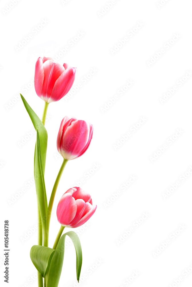 Tulips  on the white background.