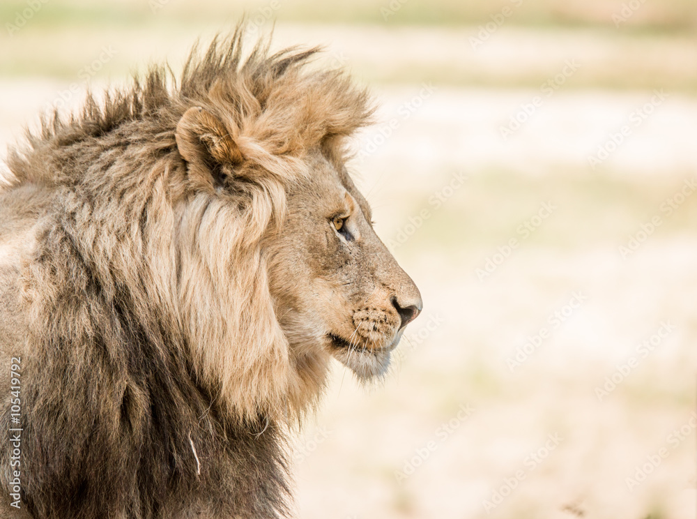 Naklejka premium Side profile of a Lion