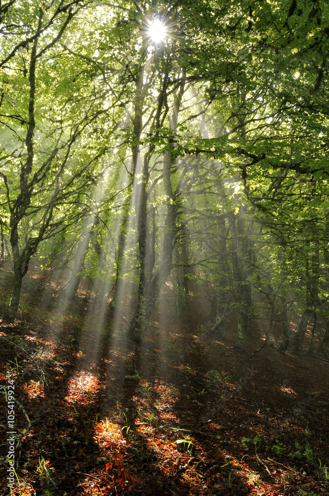 Obraz premium Rayos de sol entre los árboles