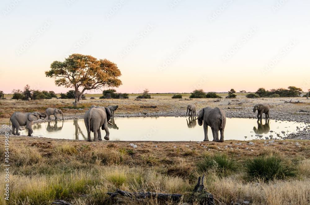 Obraz premium Elephants drinking at a waterhole in Etosha