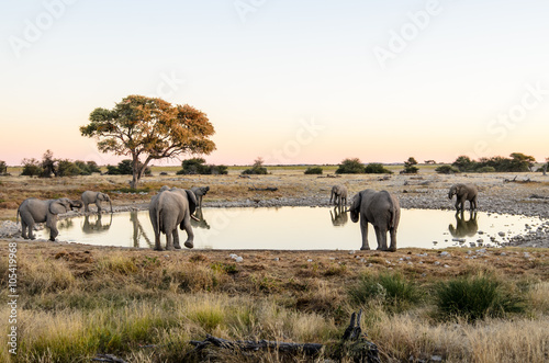 Elephants drinking at a waterhole in Etosha photo