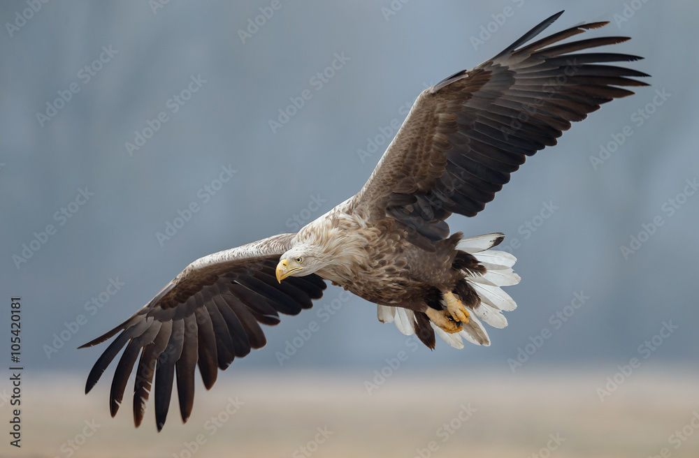Fototapeta premium White tailed eagle 