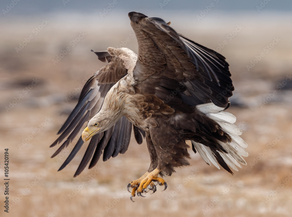 Obraz premium White tailed eagle 
