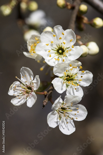 Blossoming twig of Blackthorn (Prunus spinosa)