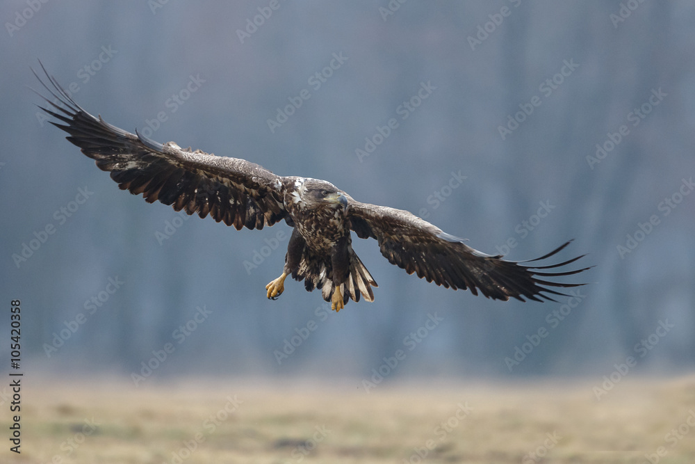 Obraz premium White tailed eagle in flight