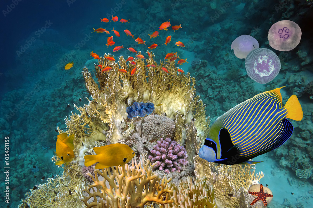 Obraz premium Underwater scene, showing different colorful fishes swimming