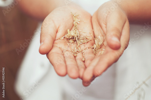 Spikelets of wheat in hand