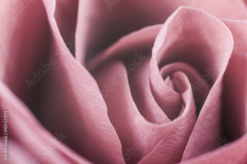 rozkwitle-platki-roz