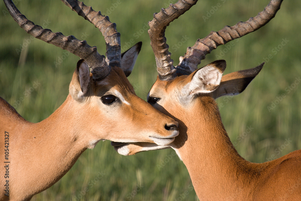 Fototapeta premium Antelope crossing heads in Lake Manyara National Park, Tanzania