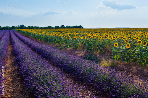 Sunflowers and lavender  Provence  France