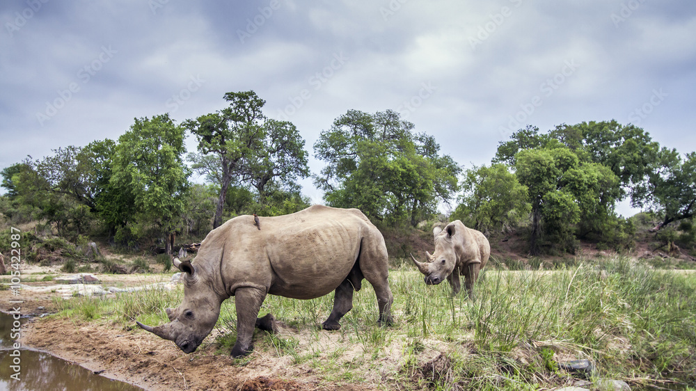 Fototapeta premium Southern white rhinoceros in Kruger National park, South Africa