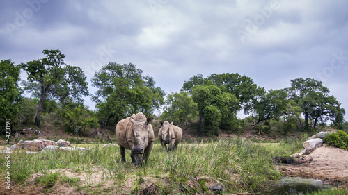 Southern white rhinoceros in Kruger National park, South Africa © PACO COMO
