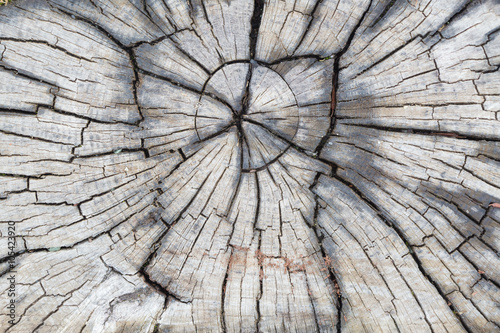 Macro wood texture on old city pavement