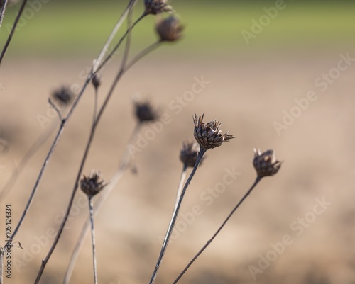 Close up of dry withered flowers