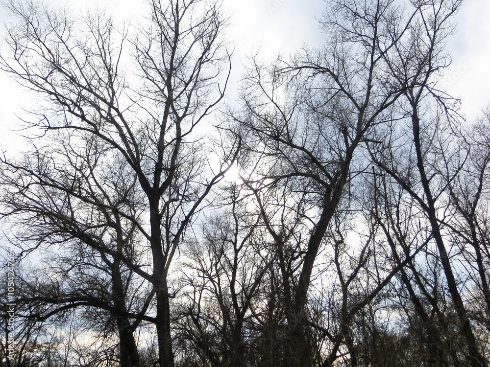 Poplar and the sky