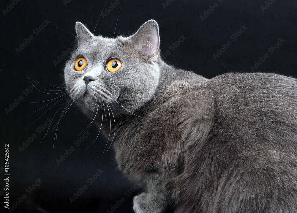 внимательная британская кошка внимательная британская кошка