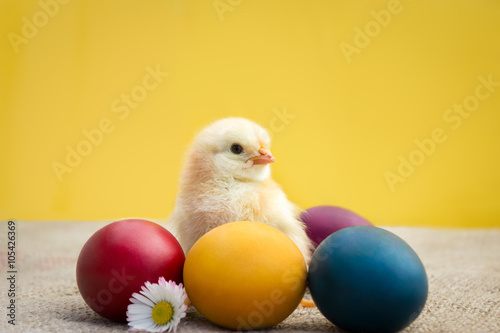 Little Easter chicken with eggs
