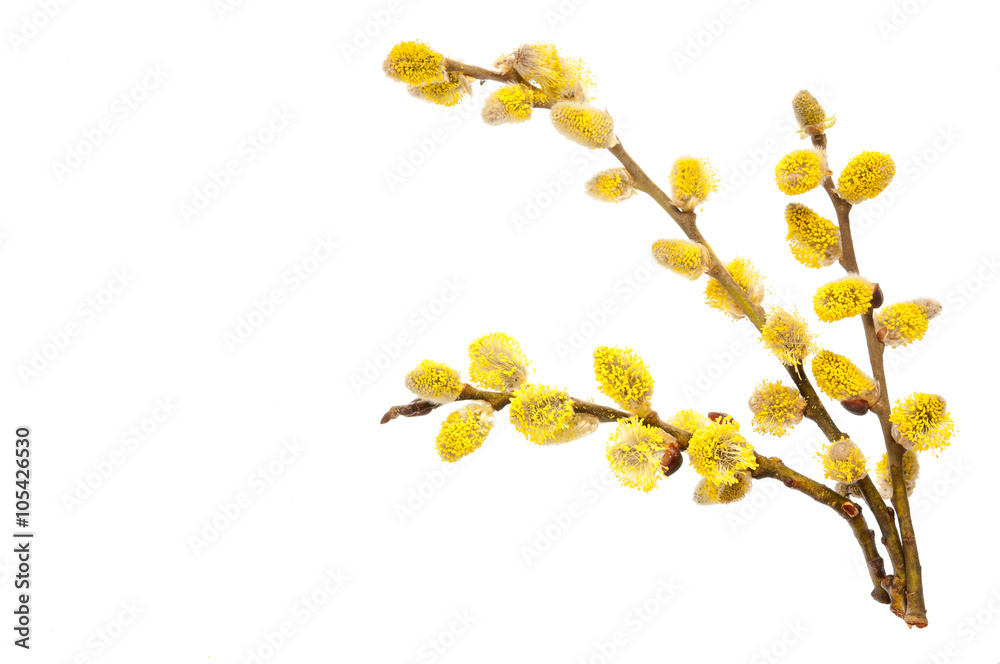 Obraz premium Branches of a young willow on a white background.