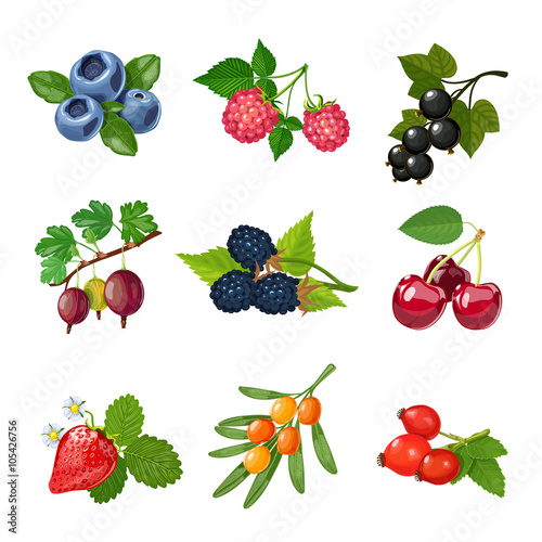 Berries Of Trees And Shrubs Set 