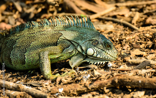 Close up of the face of a Land Iguana