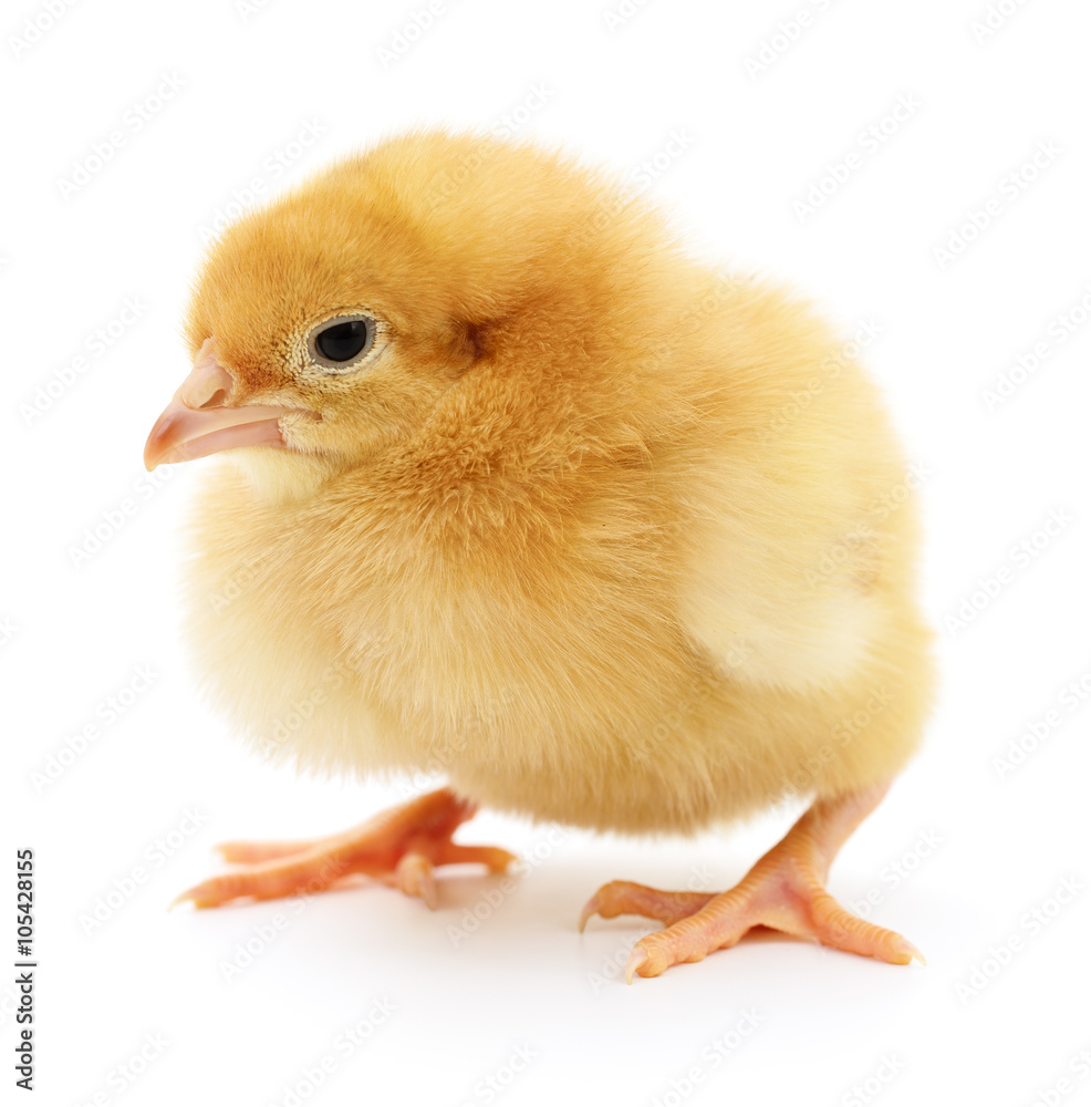 Obraz premium Small yellow chicken.