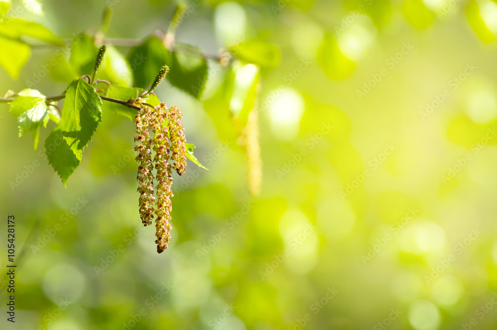 Obraz premium Wiosny tło z gałąź brzoza z baziami w świetle słonecznym